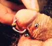 prince-albert-PA-piercing